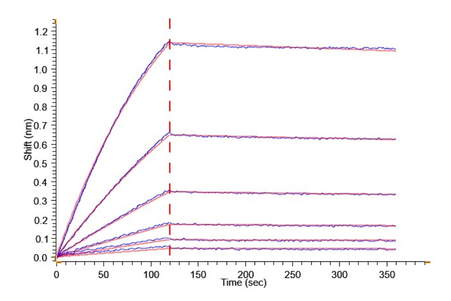 Loaded Biotinylated Anti-IL-22RA1 Antibody, hFc-Avi Tag on Streptavidin-Biosensor can bind Human IL-22RA1, hFc Tag with an affinity constant of 1.14 nM as determined in BLI assay (Gator® Prime).