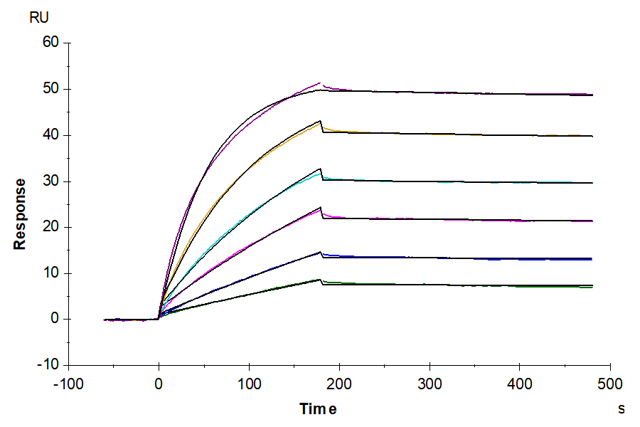 Biotinylated Human CD20 VLP captured on CM5 Chip via streptavidin can bind Rituximab, hFc Tag with an affinity constant of 0.40 nM as determined in SPR assay (Biacore T200) (QC Test).