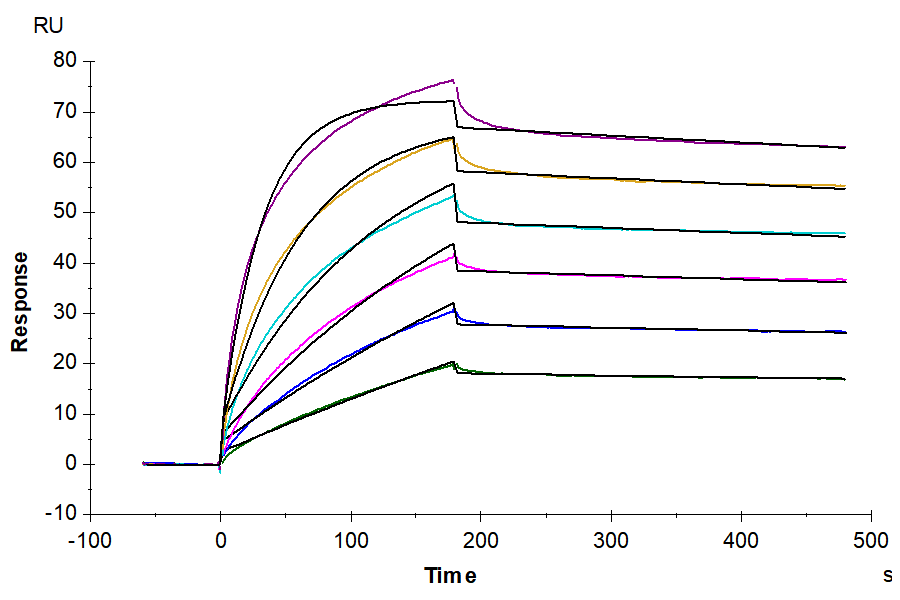 Biotinylated Human Claudin 6 VLP captured on CM5 Chip via streptavidin can bind Anti-Claudin 6 Antibody with an affinity constant of 0.16 nM as determined in SPR assay (Biacore T200).