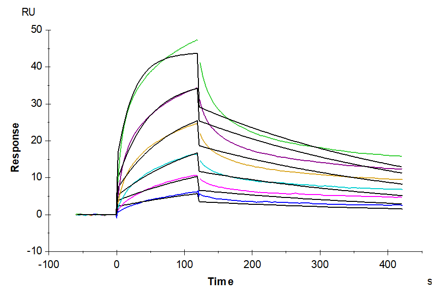 Biotinylated Human Claudin 18.2 Nanodisc captured on CM5 Chip via Streptavidin can bind Anti-Claudin18.2 Antibody with an affinity constant of 7.28 nM as determined in SPR assay (Biacore T200).