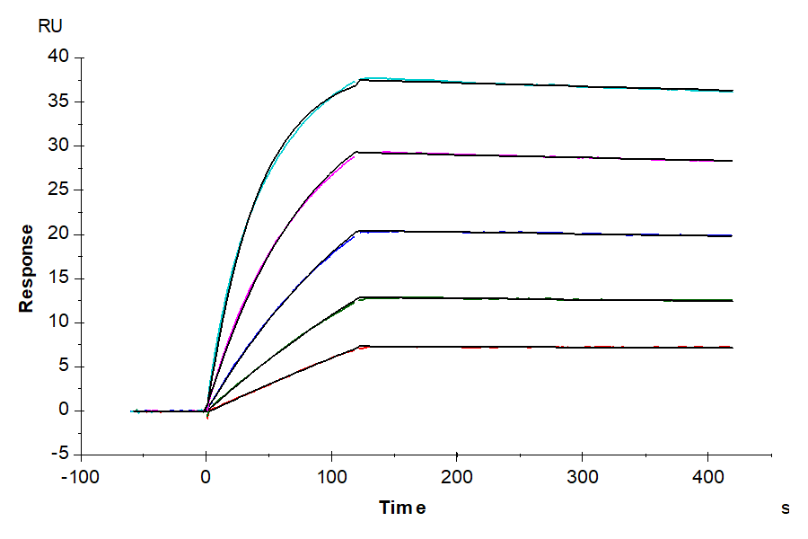 Human DLL3 can bind to Anti-DLL3 Antibody as detected by SPR experiment