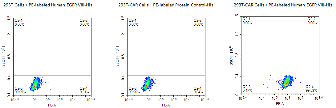 EGFR-CD3 Bispecific Target Protein Structure