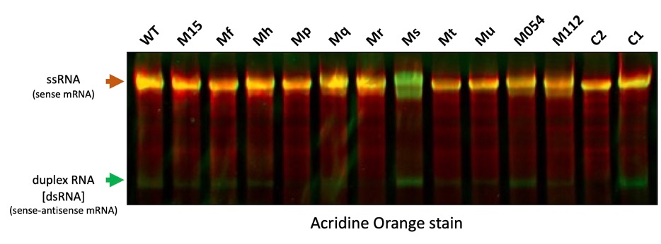 Engineered T7 RNA Polymerase to Reduce dsRNA – KACTUS