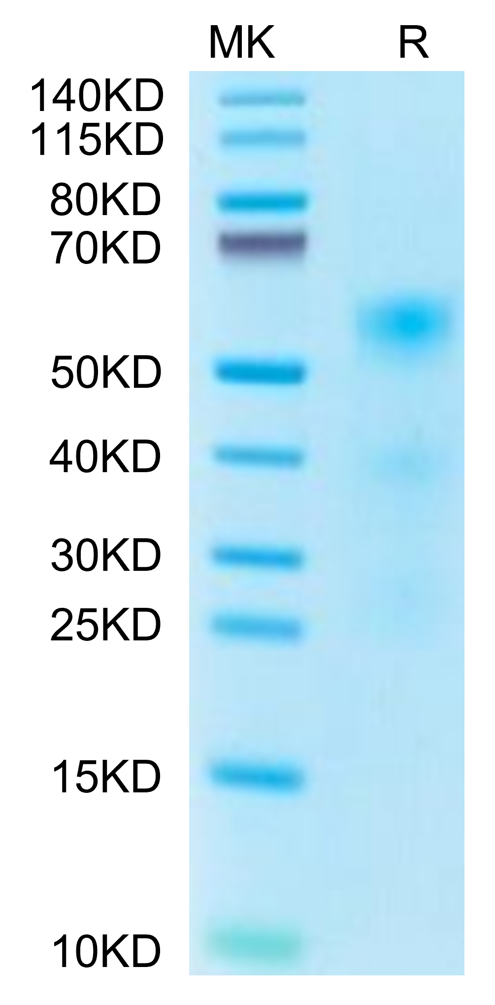 Human TENM2 Protein (TEN-HM1M2) – KACTUS