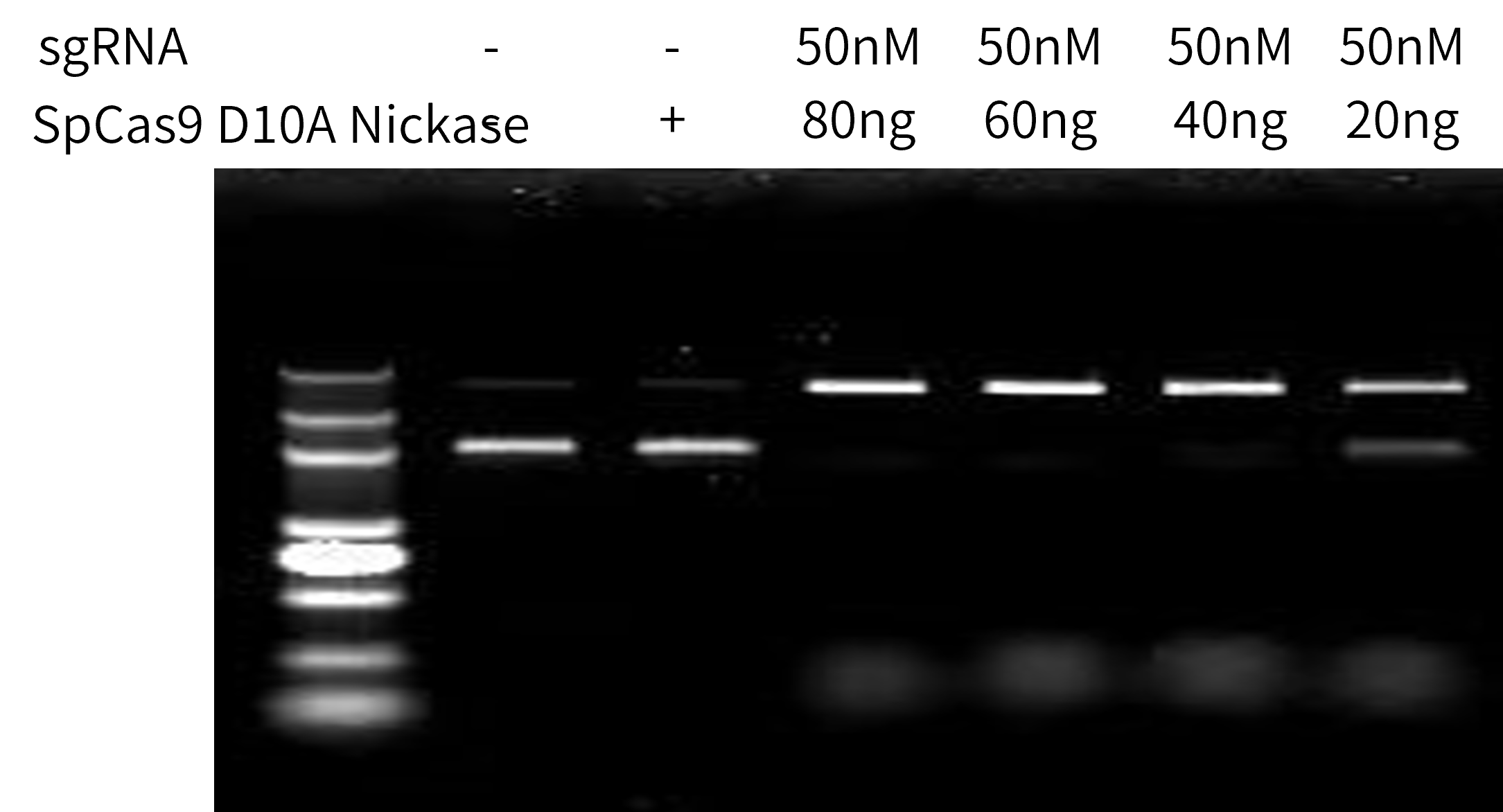 SpCas9 D10A Nickase (CAS-EE111) | KACTUS