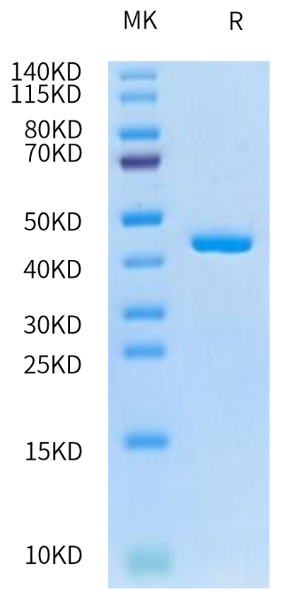 T4 RNA Ligase I (TRL-BE101) – KACTUS